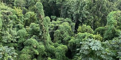 Green foliage, saving the earth. carbon producing forests. 