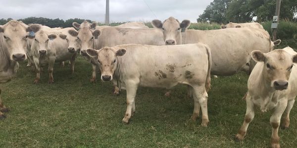 murray grey cattle