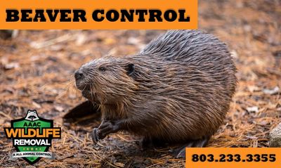 Beaver Control - AAAC Wildlife Removal of South Carolina