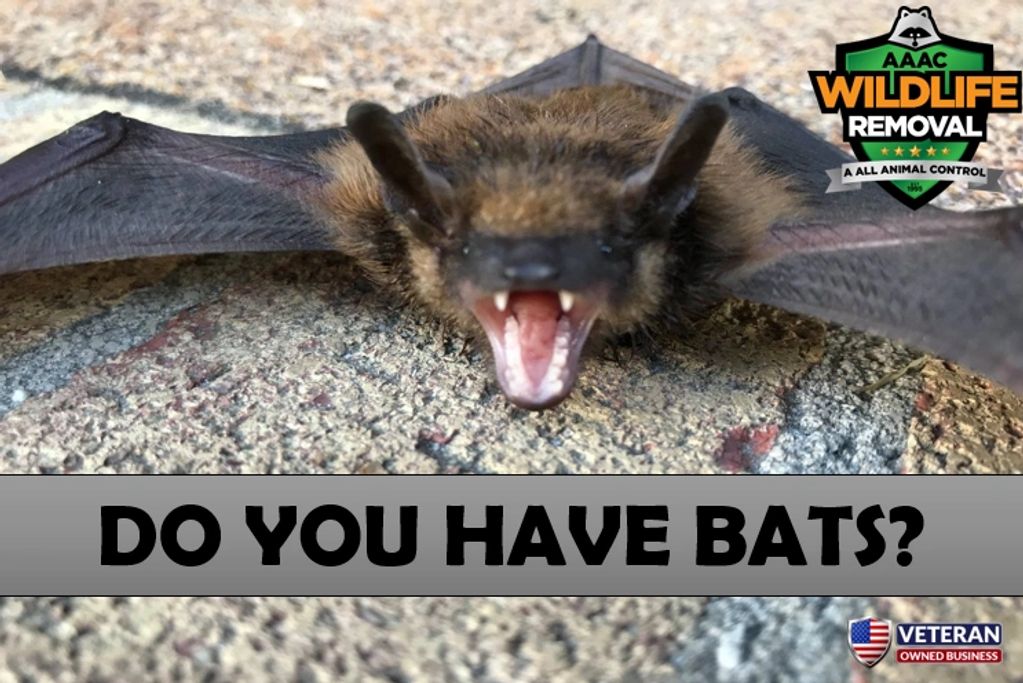 Bat Control AAAC Wildlife Removal of South Carolina