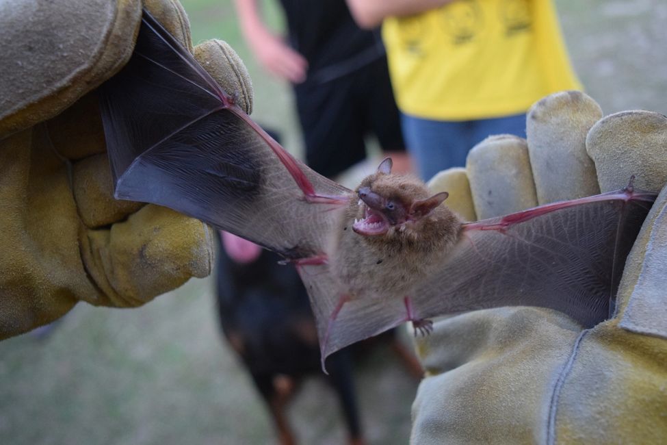 Bat Control AAAC Wildlife Removal of South Carolina