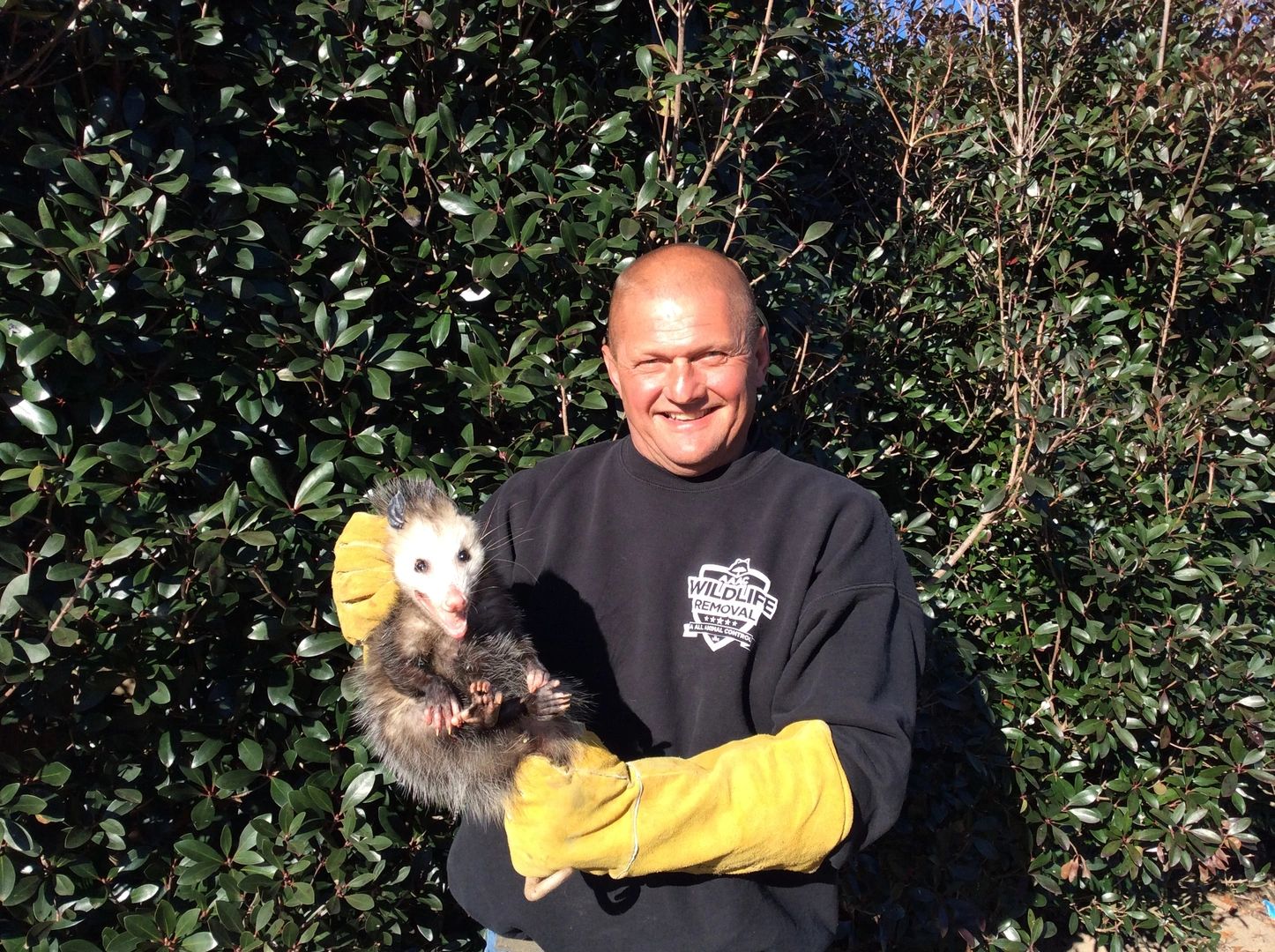 WCO Jim Medlin with a opossum caught in a crawlspace