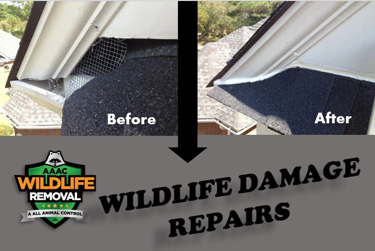 Wildlife damage repairs. Before and after