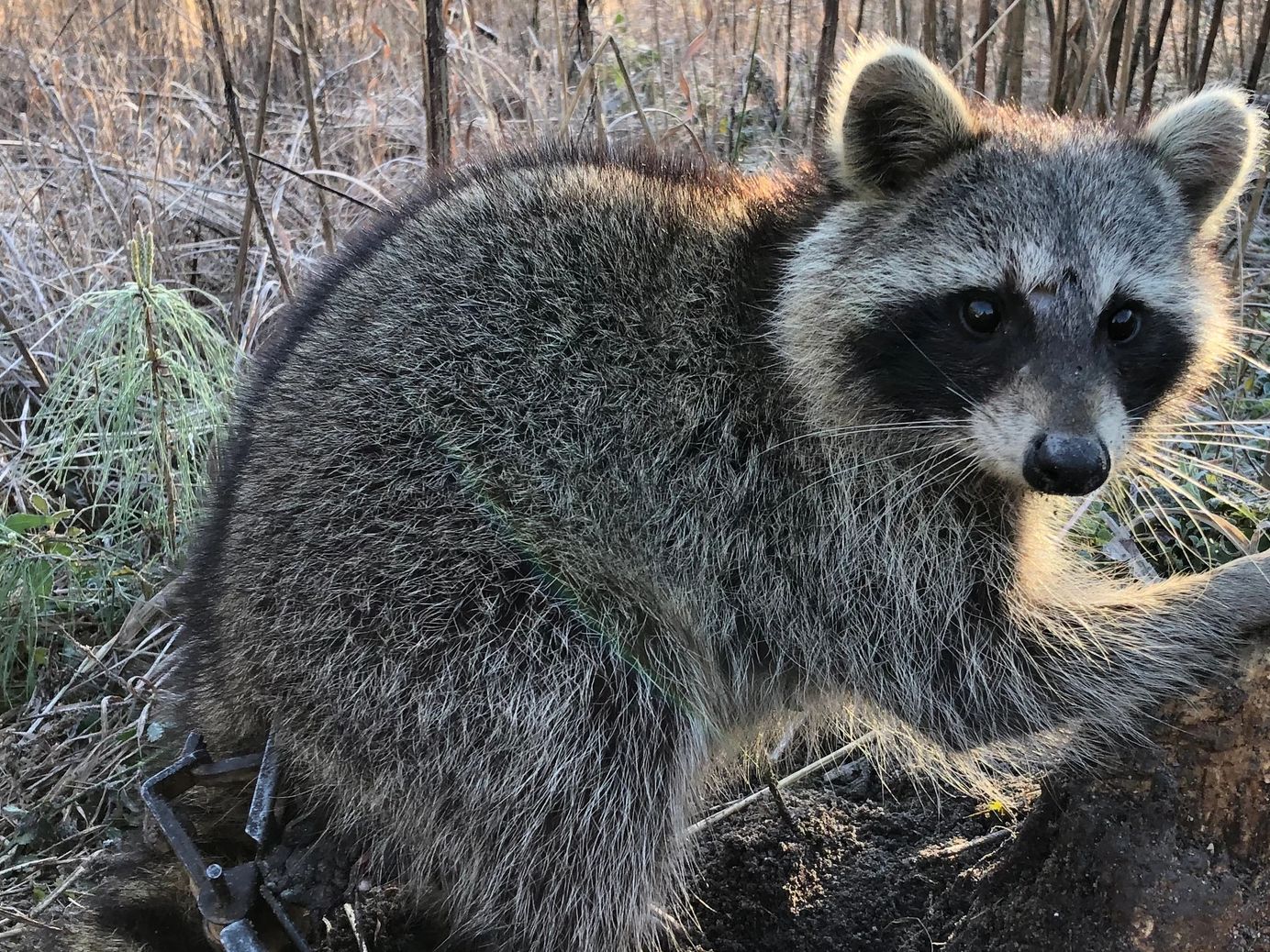 Nuisance raccoon trapped