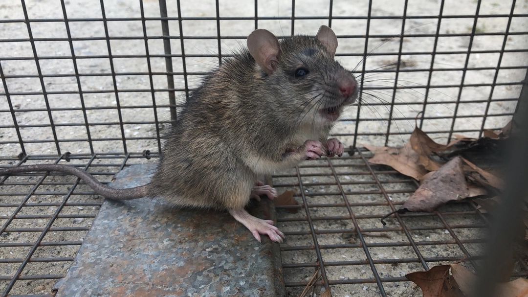 Rodent Control- trapped rodent in a live trap