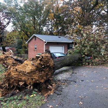 We specialize in storm damaged tree removals.