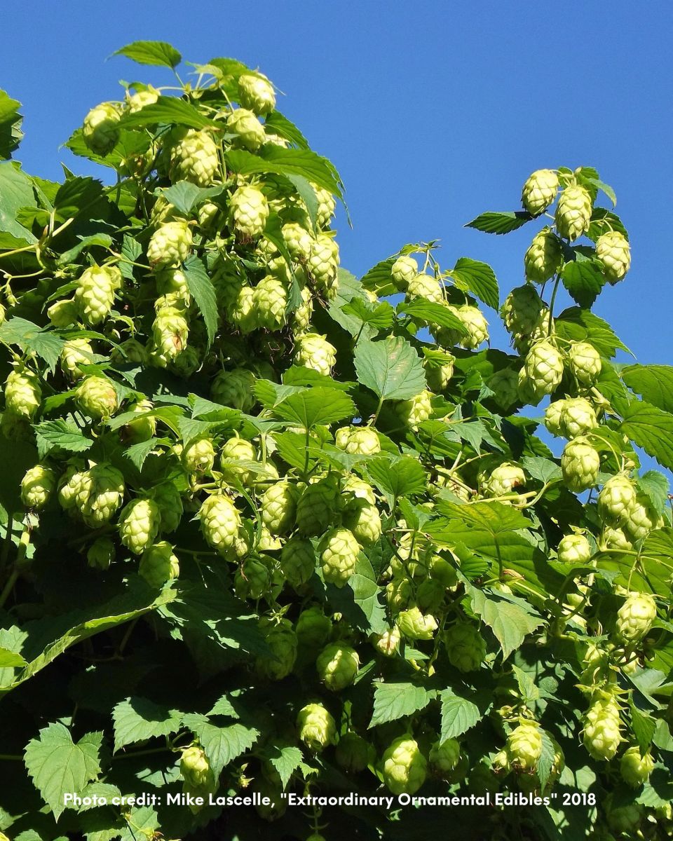 Hops