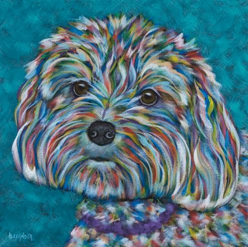 Little Love Sponge - Cavachon