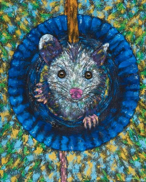 Peek A Boo - Opossum, Possum