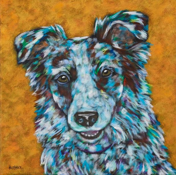 Cheese - Australian Shepherd, Aussie