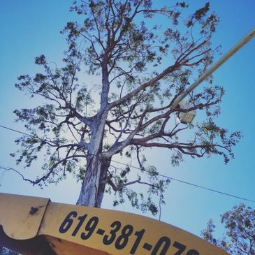 A Tree Surgeon Tree trimming 6193810763