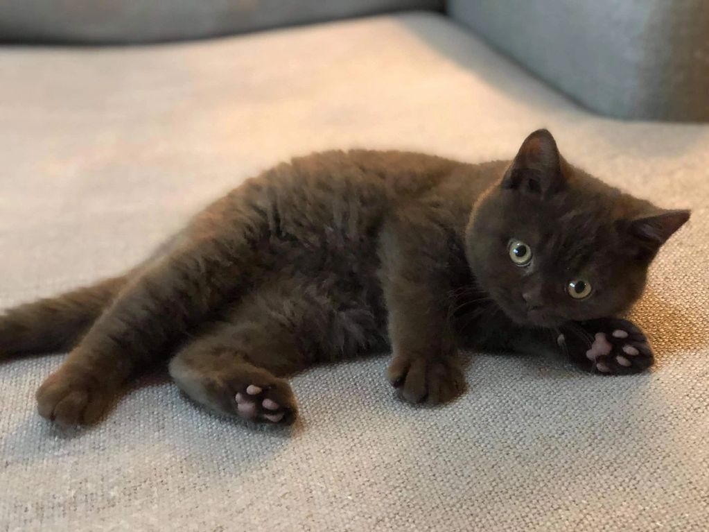 Most Responsible Kitten In The World' Found Watching Over Orphaned