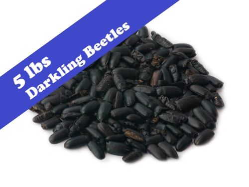 Dried Darkling Beetles 5 lbs