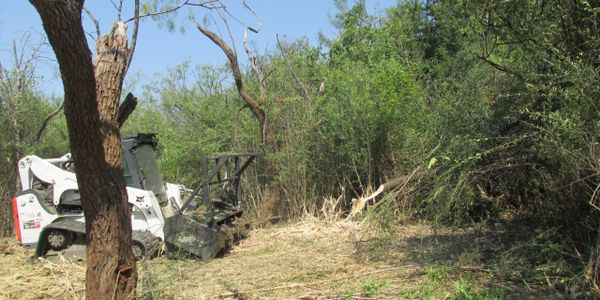 Mulching can be effective in removing dense areas of invasive and/or non-native shrubs.