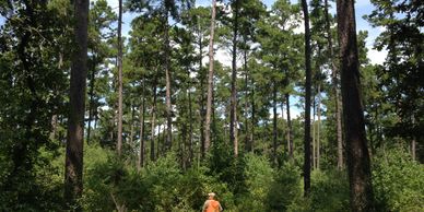 Forester conducting a timber assessment