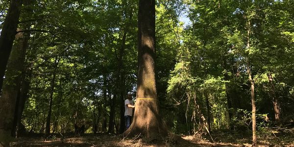 One of our foresters measures the diameter of a large hardwood tree.