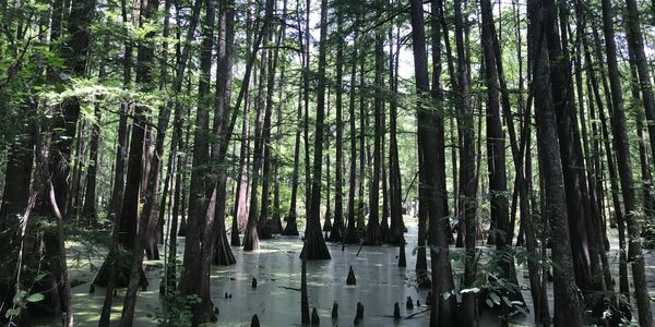 A Bald Cypress (Taxodium distichum) wetland providing habitat to many game and non-game animals.