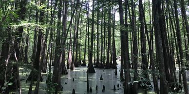 Cypress Swamp Forested Wetland