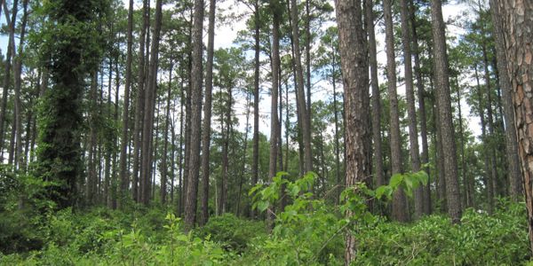 An even-aged Timber Stand in the East Texas Pineywoods