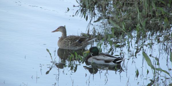 Mallard (Anas platyrhynchos) drake and hen. This game-species is very popular among duck hunters.