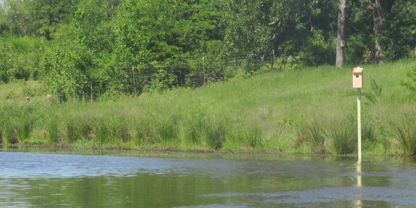 Wood duck box installed on a pond in East Texas.