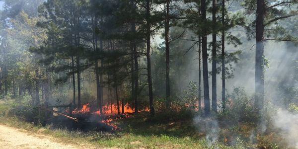 Prescribed fire is a management tool used to improve wildlife habitat and lower wildfire risk.