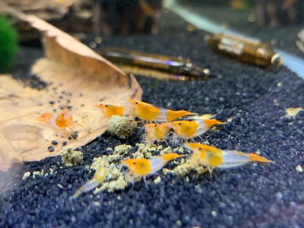 5 Pack Orange Rili