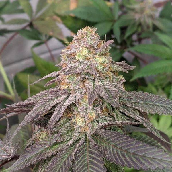 sr-71-purple-kush-bx-f5