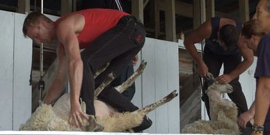 Two men shearing sheep inside a barn.