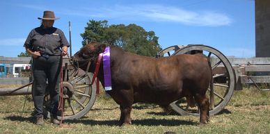 A man stands beside a prize-winning brown bull with a purple ribbon outdoors.