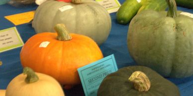 Various pumpkins displayed on a table at a contest or exhibition.