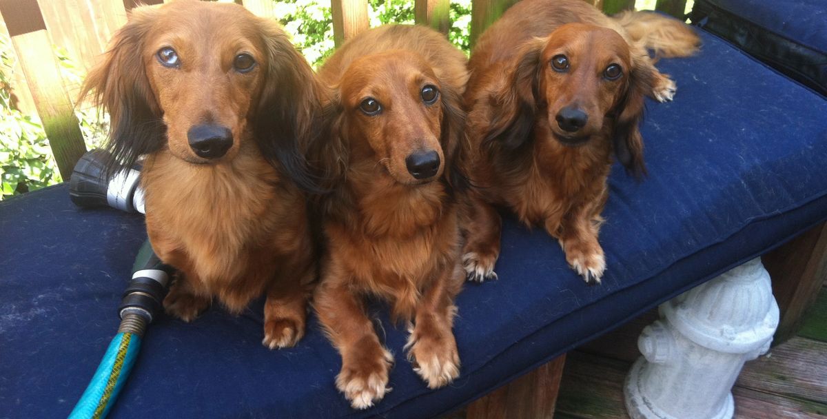 The Doxie Boutique