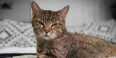 An older cat with skin or ear problems may be difficult to treat.