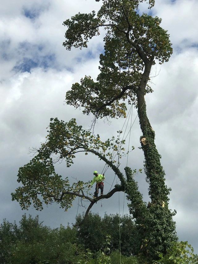 Acc Tree Service Tree Services Firewood