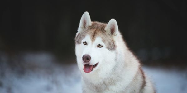 Husky Education And Rescue Team