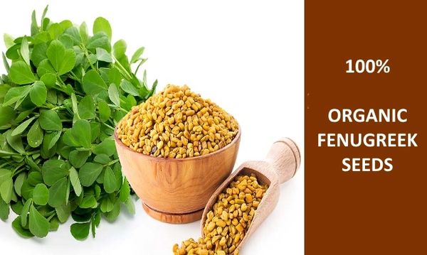 Fenugreek (Methi) Seeds Whole Dried Grade A Premium ...