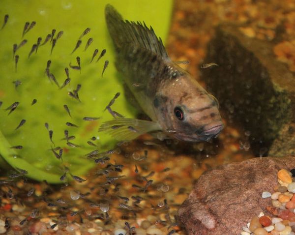 tilapia pond in greenhouse - google search fish pond