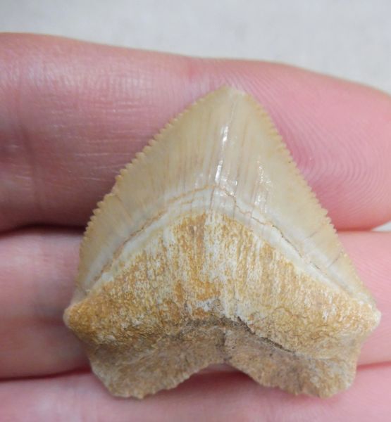 Squalicorax (Crow Shark) tooth for sale. Megalodon & More Fossils ...