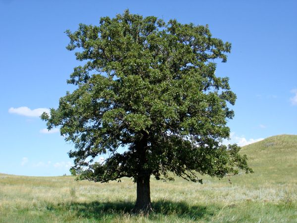 Quercus velutina - Black Oak | Long Island Native Plant ...