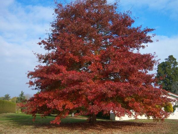 Quercus rubra - Red Oak | Long Island Native Plant Nursery - Native