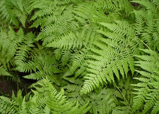 Pteridium aquilinum - Western Brackenfern | Long Island Native Plant ...