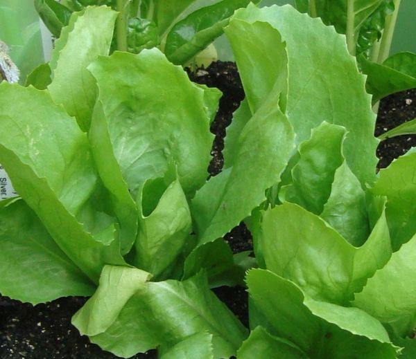 Escarole (Lettuce) Seeds Batavian Full Heart OHIO HEIRLOOM SEEDS