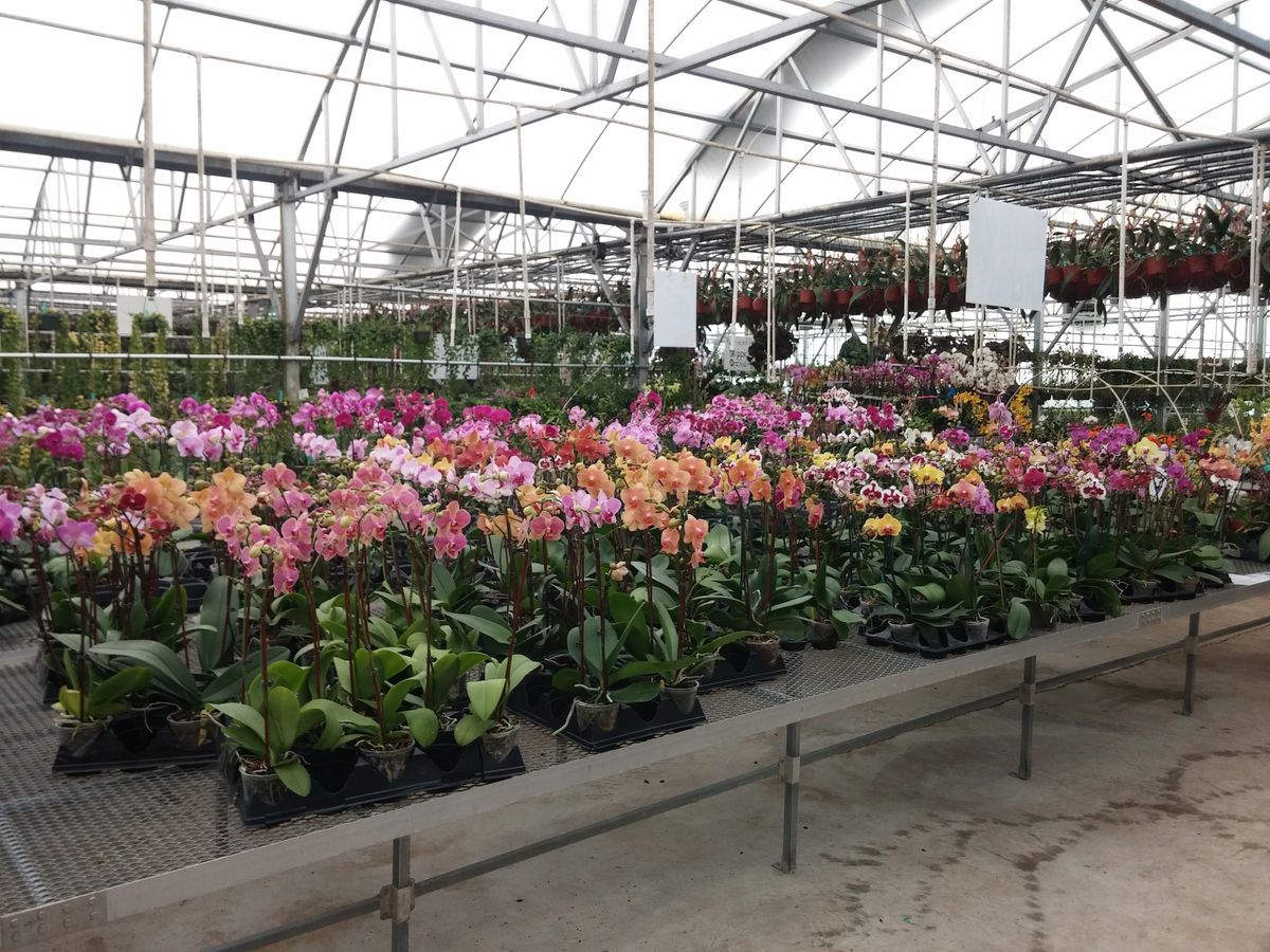 efg orchids,deland,volusia county,orchids,exotic plants,nursery