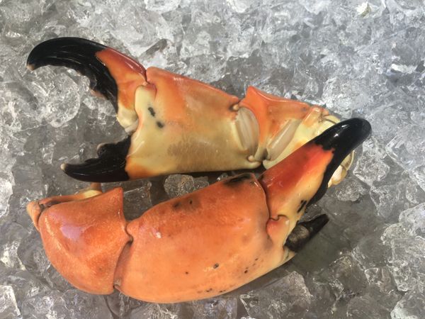 Stone Crab Claw Colossal | Fresh Florida StoneCrab And Shrimp Delivered ...