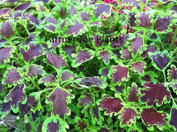 Coleus Inky Fingers | Farmer Joe Plants