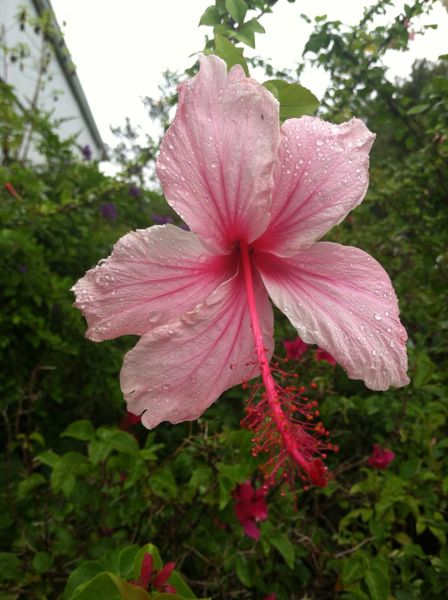 Hibiscus Anderson Crepe Weeping Pink | Farmer Joe Plants