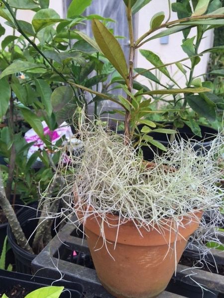 Hina Hina/Spanish Moss (Tillandsia usneoides) LIVE PLANT | Maui Seeds