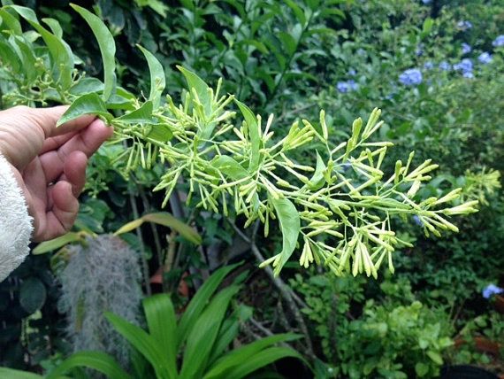 Night Blooming Jasmine (Cestrum nocturnum) Seeds | Maui Seeds