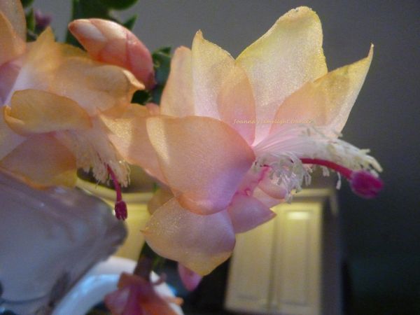 Christmas Cactus "Limelight Dancer" | Epihaven Nursery