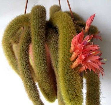 Cacti | Cleistocactus | Cleistocactus Winteri | Buy Plants Online